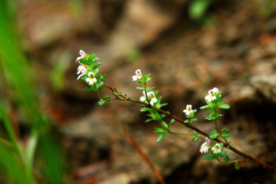 Очанка лекарственная (Euphrásia officinális)