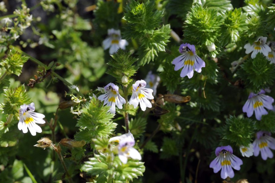 Euphrasia rostkoviana