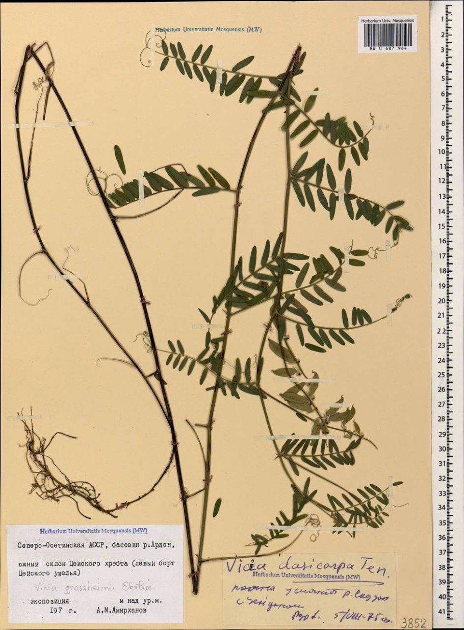 Гилянская ССР на карте