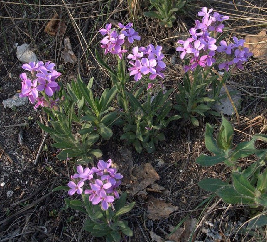 Гилянская Советская Социалистическая Республика