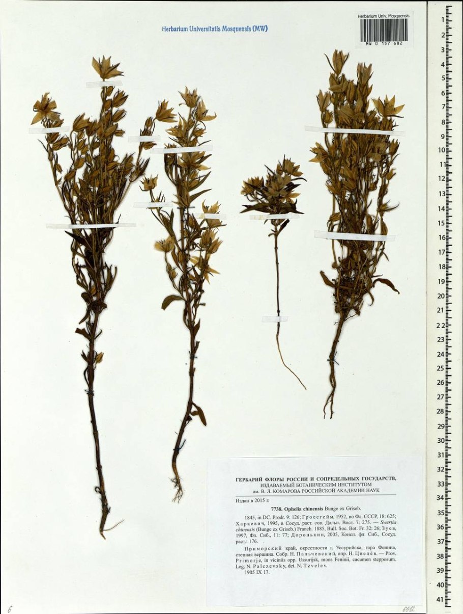 Бедренец известколюбивый