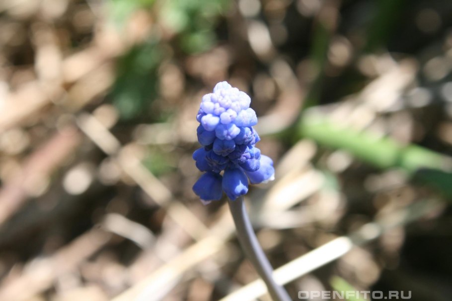 Бородиния Тилинга