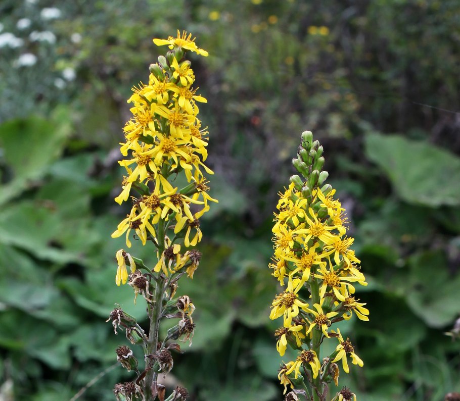 Горечавка крупнолистная