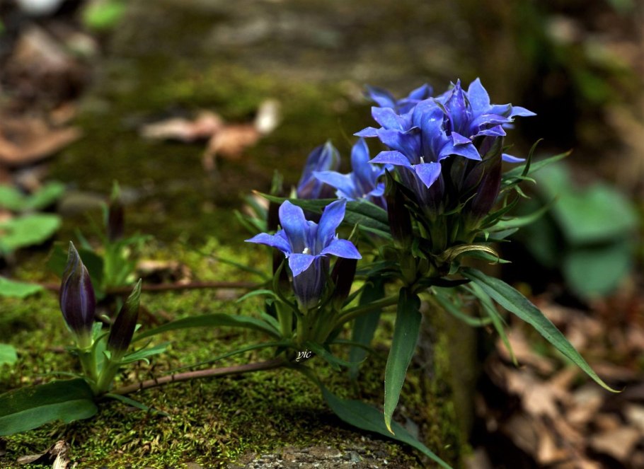 Род Зигаденус