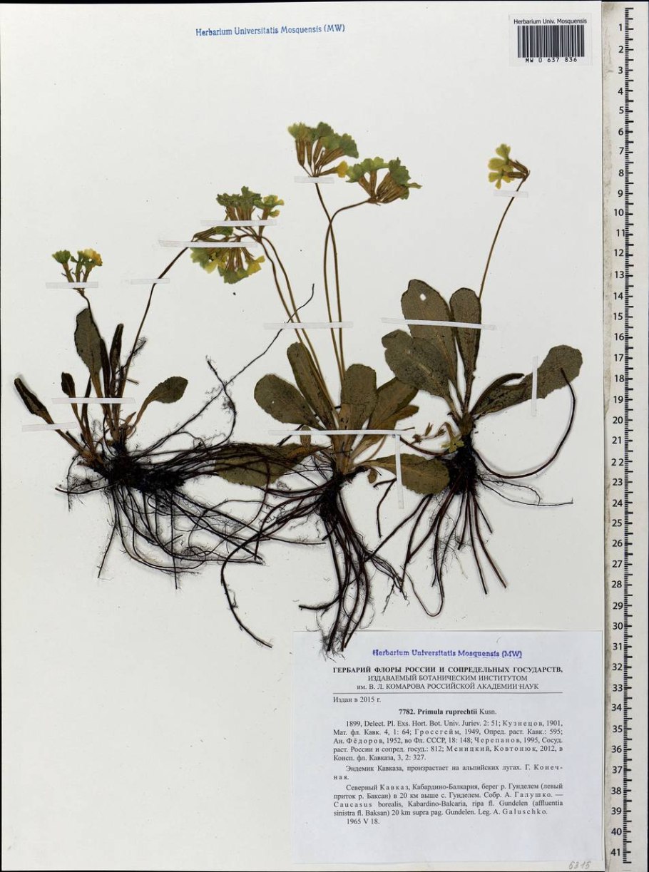 Колокольчик рапунцелевидный Кэмбелл Блю