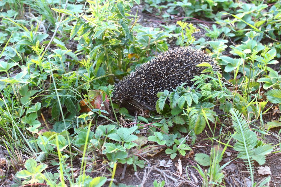 Мышиный горох раскраска