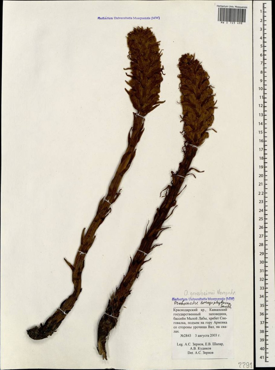 Iris subg. Scorpiris