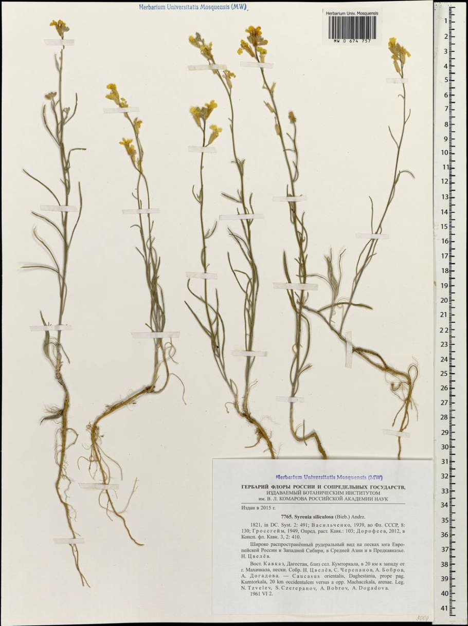 Гроссгейм лекарственная Флора Северного Кавказа