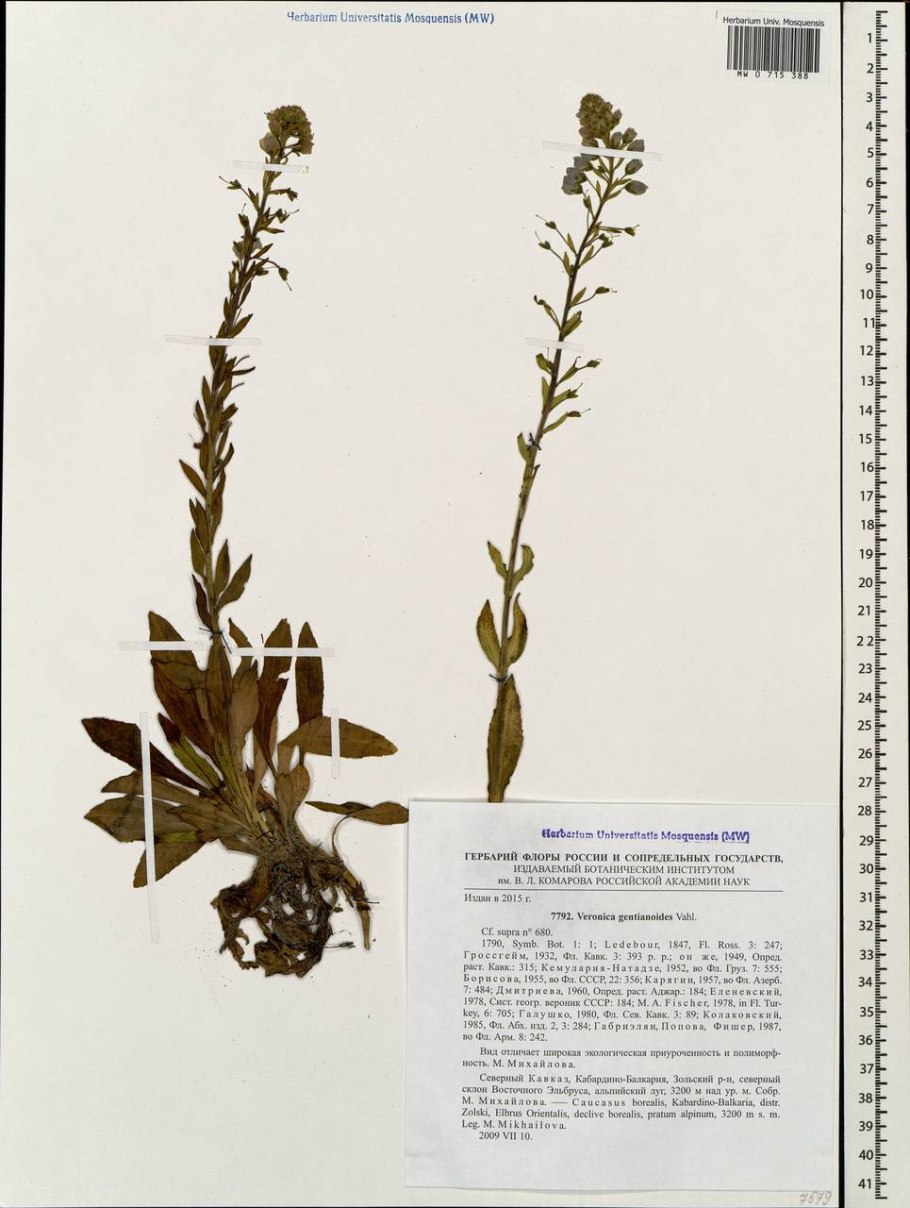 Валериана Альпийская