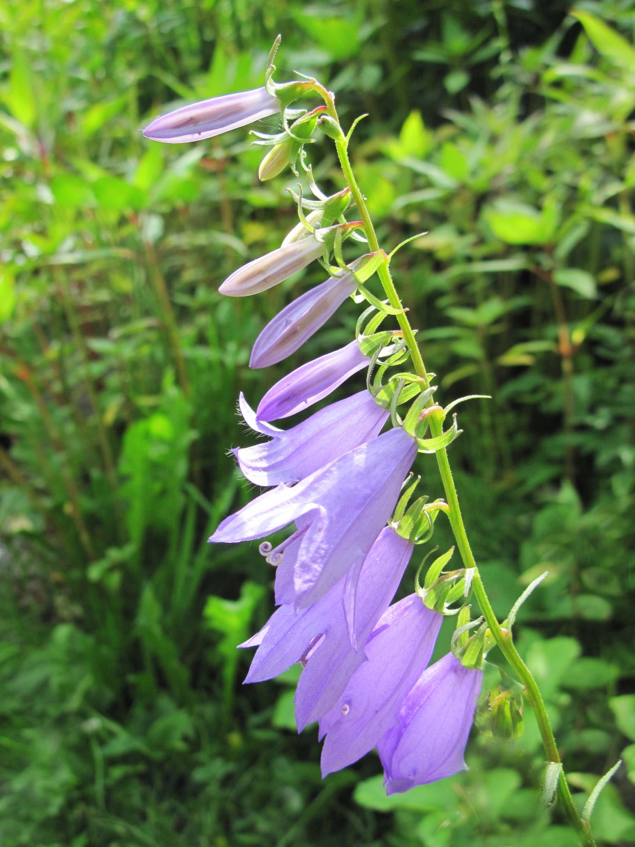 Рябчик ужовниколистный