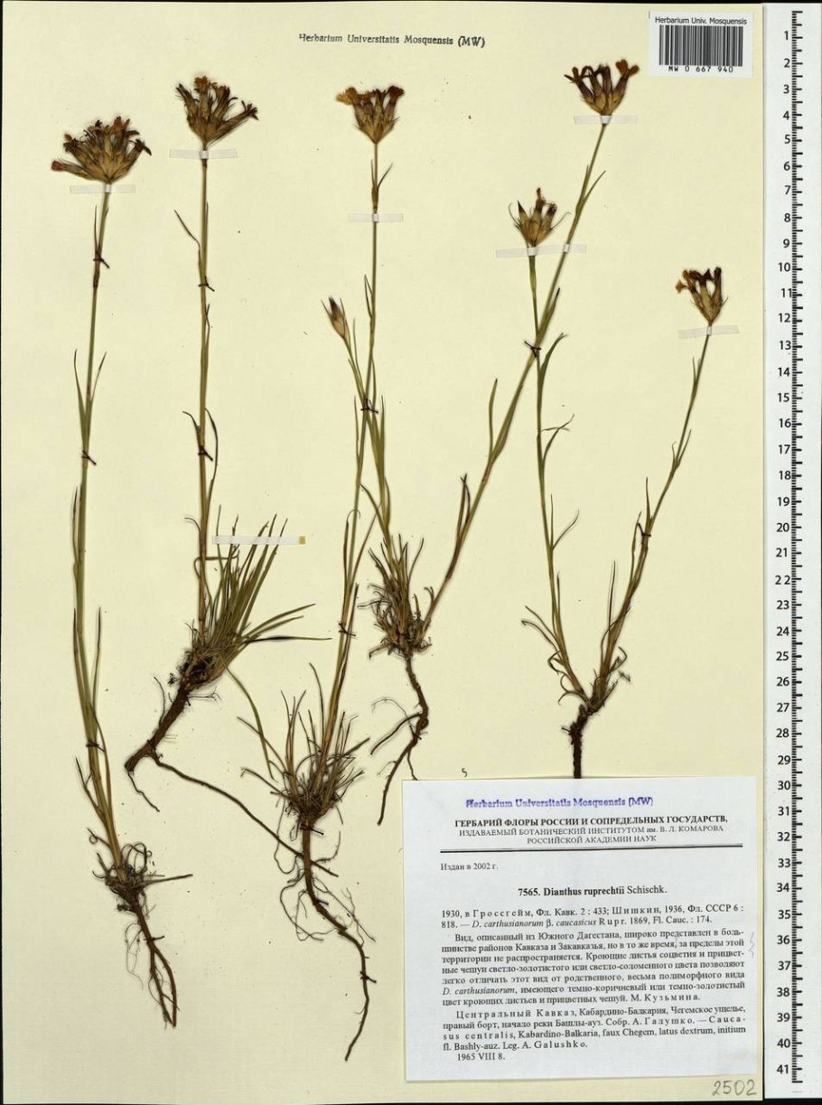 Определитель растений Кавказа Гроссгейм 1949