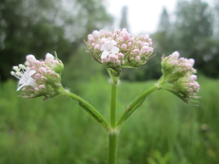 Брелок-пейджер Mongoose LS 9000d