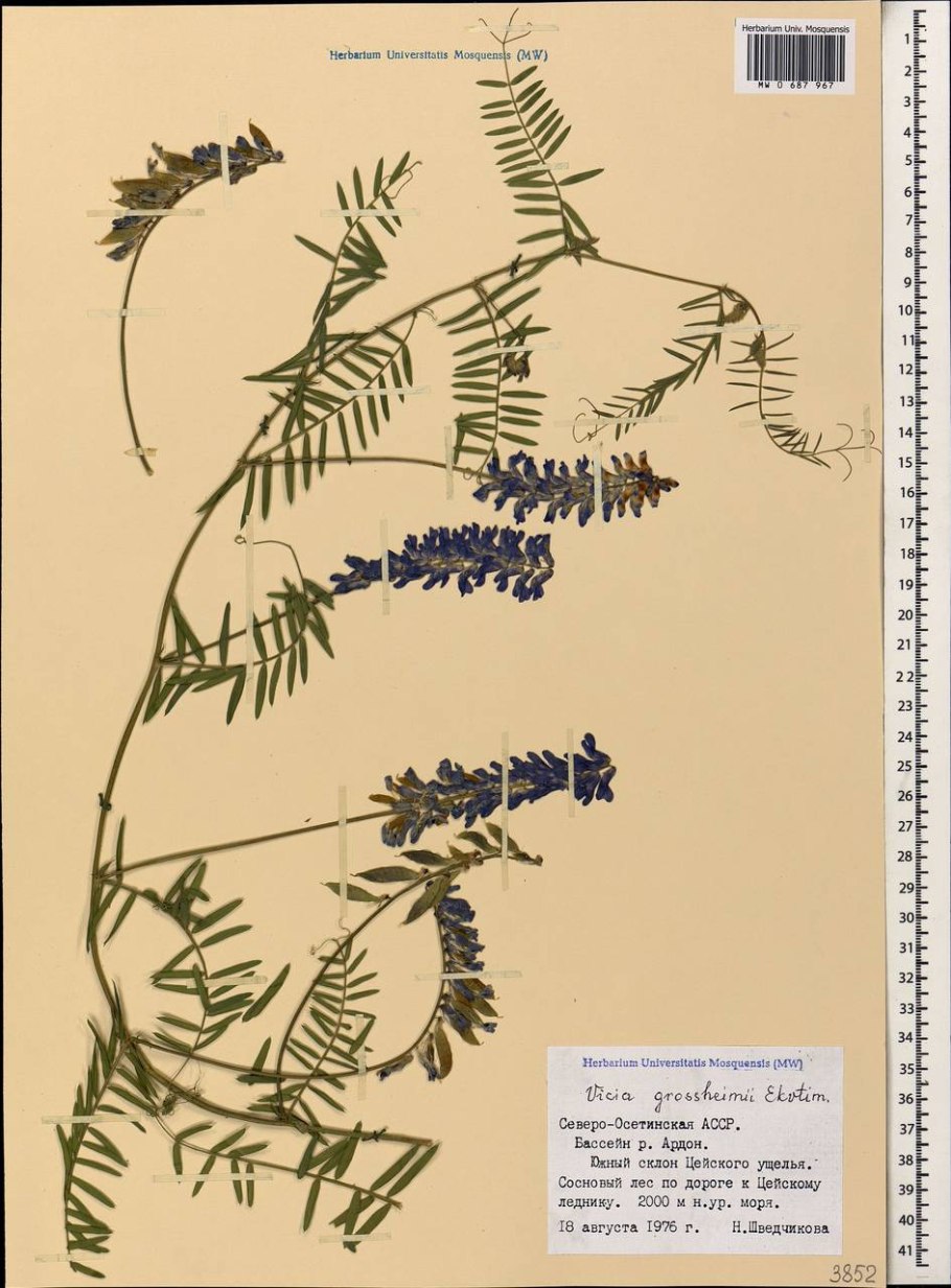 Жёлтый фон однотонный