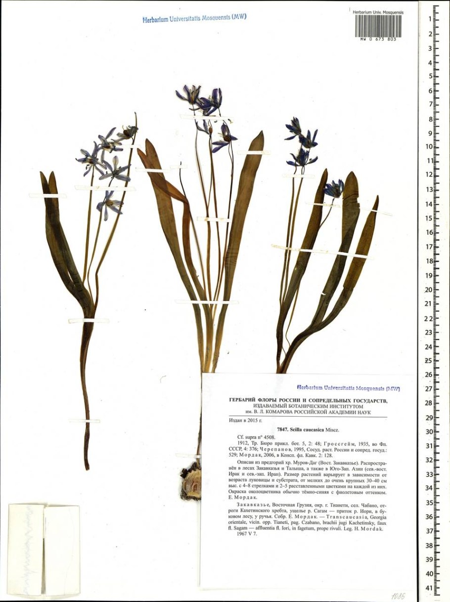 Растительность Краснодарского края