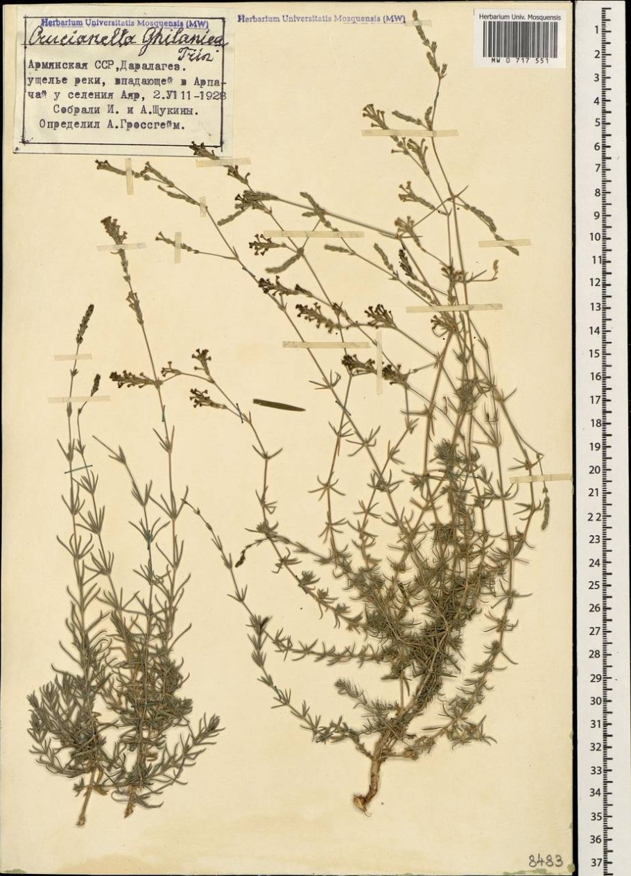 Чертополох поникающий