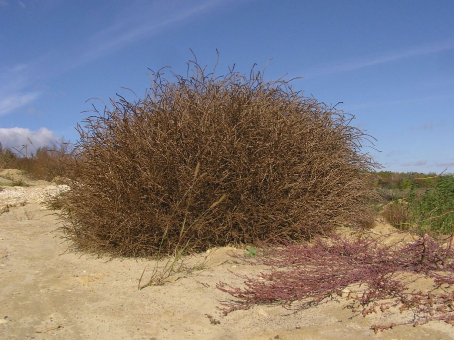 Лебеда диморфная