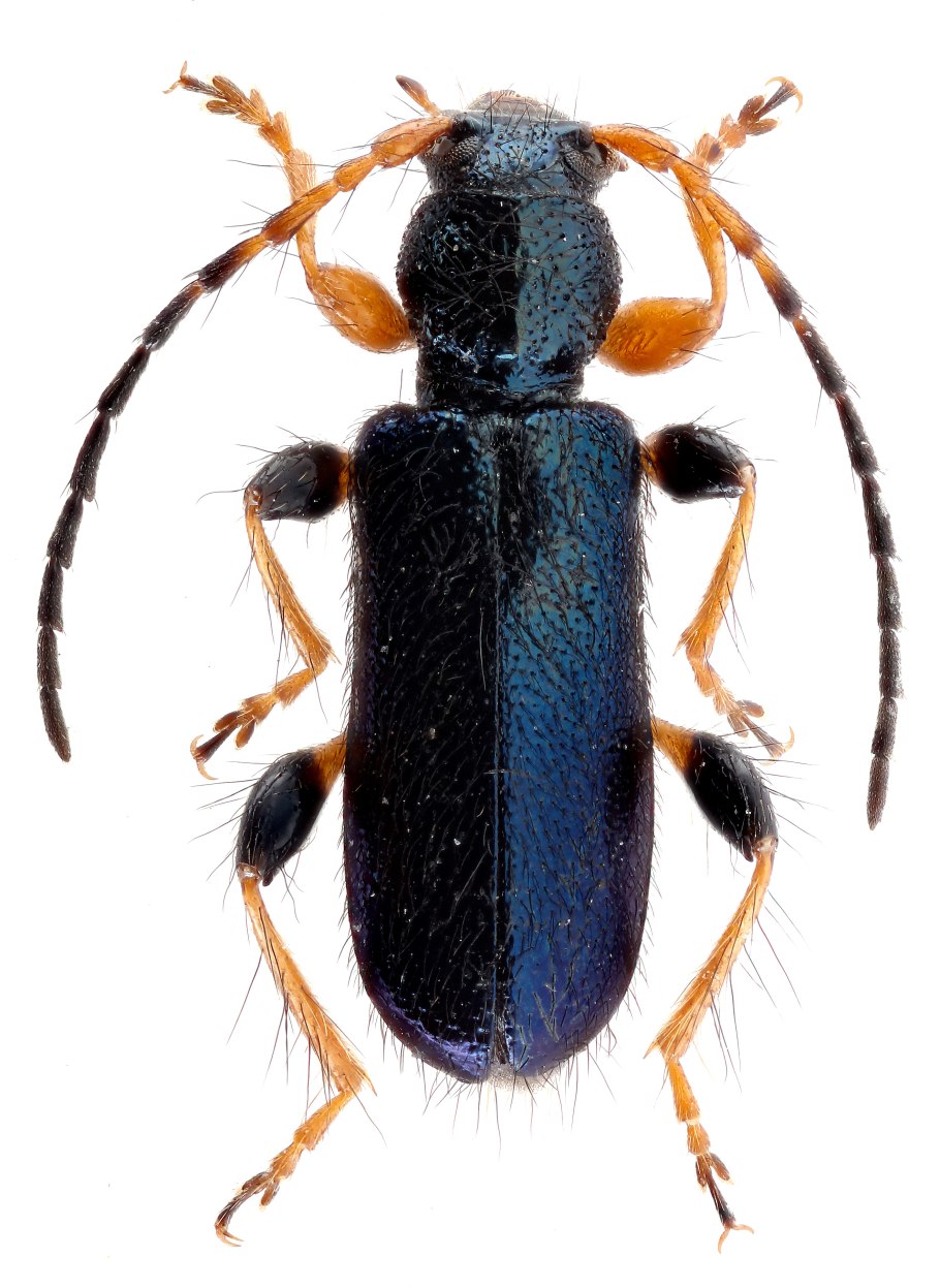 Dorcadion tianshanskii