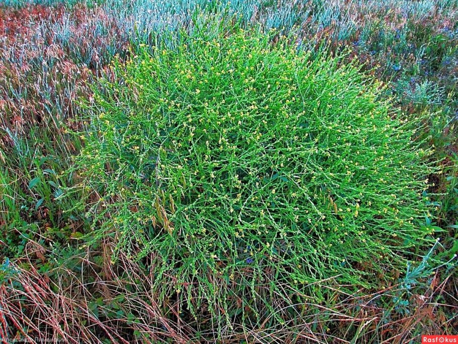 Эфедра растение пустыни