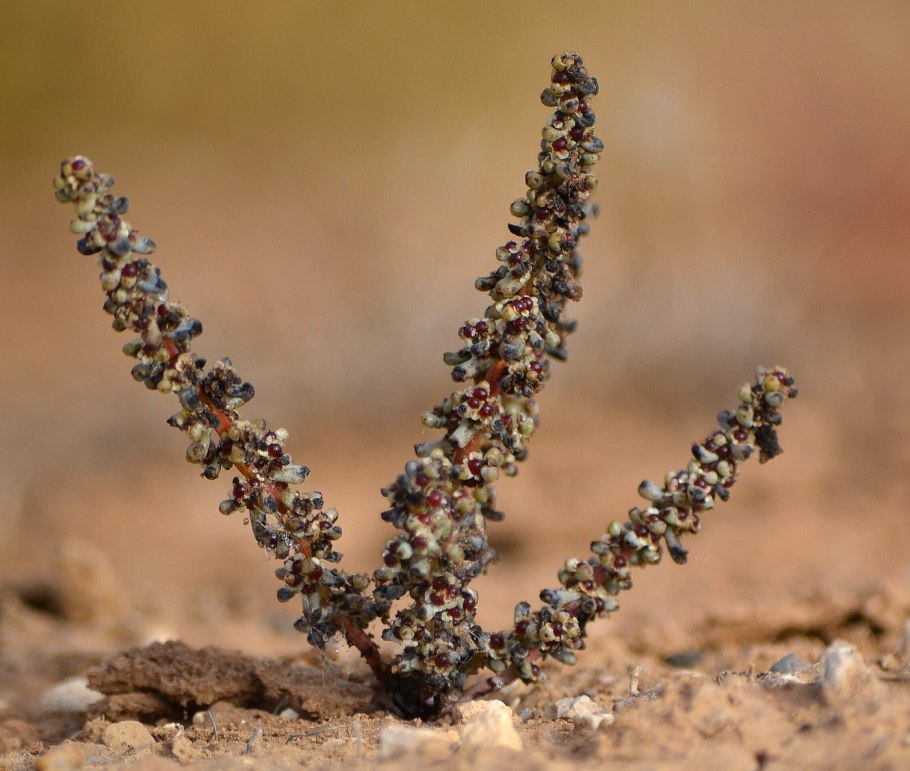 Растение солянка холмовая