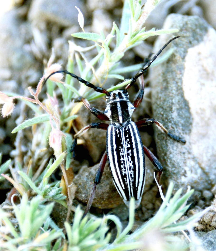 Странгалия незатейливая