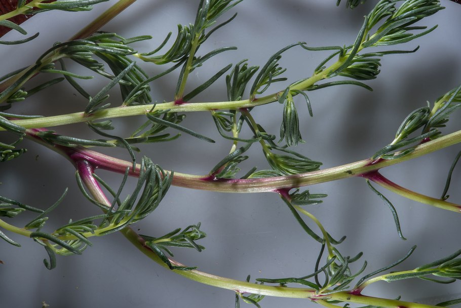 Растение солянка холмовая