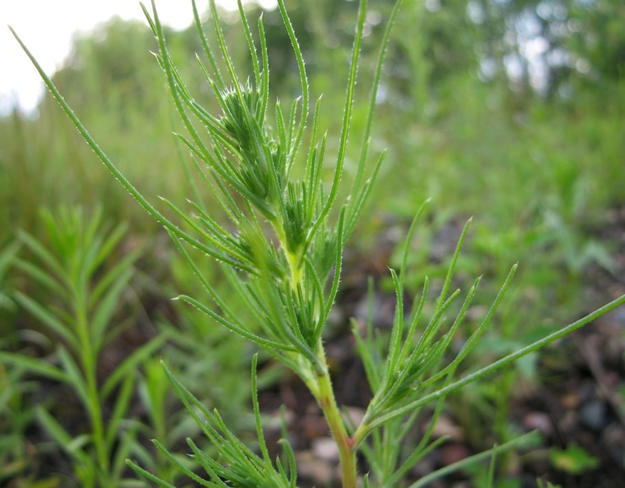 Salsola crassa