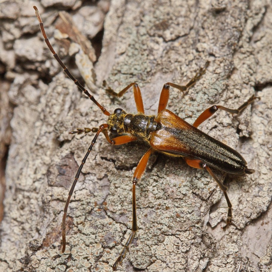 Pedostrangalia pubescens