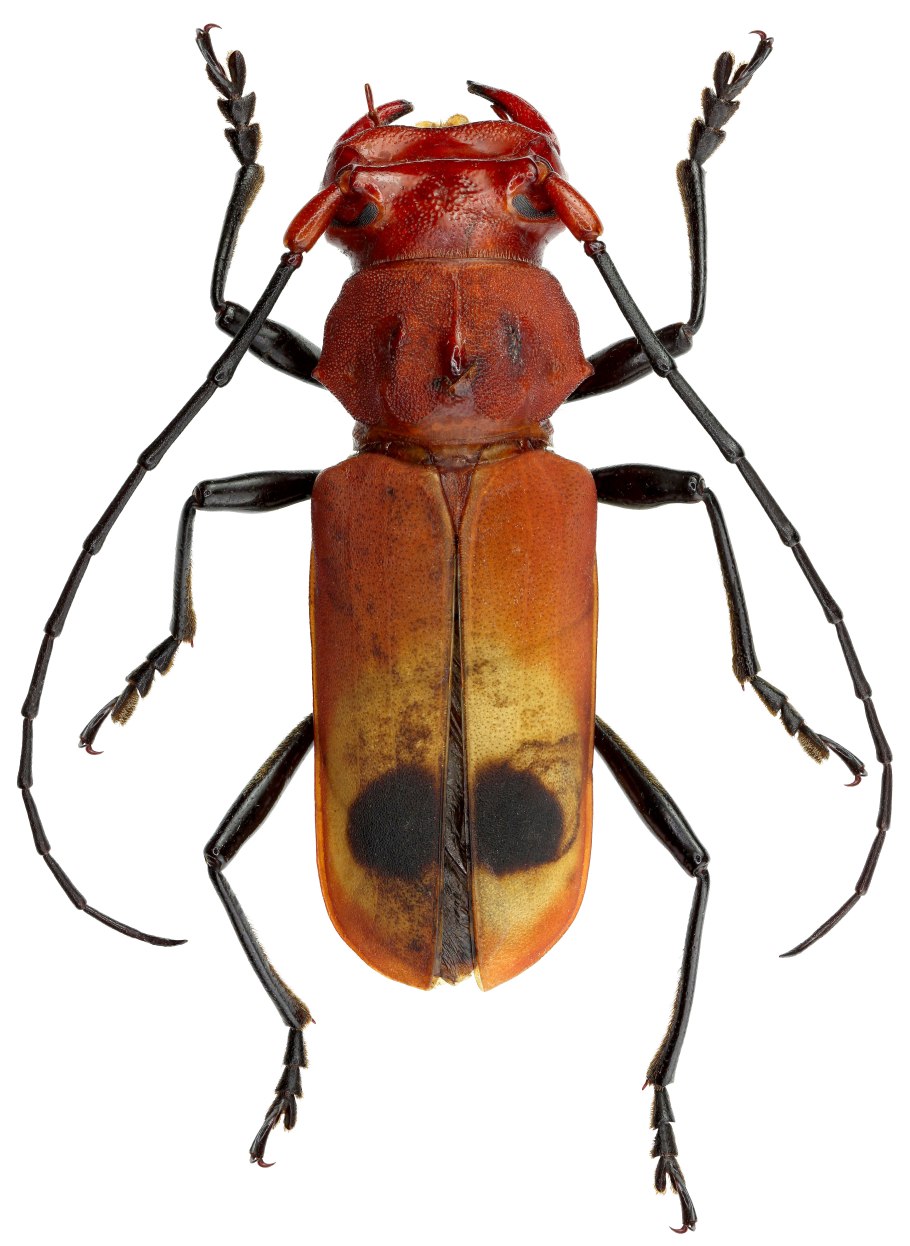 Триба Halticini