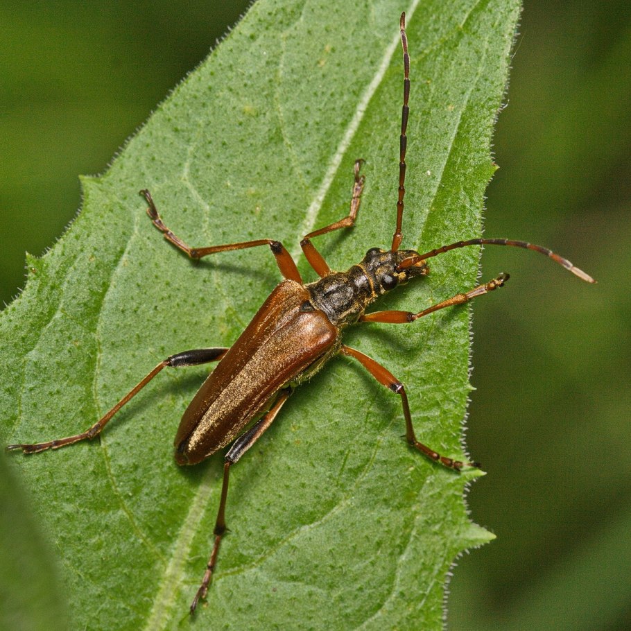 Кривоногая Лептура