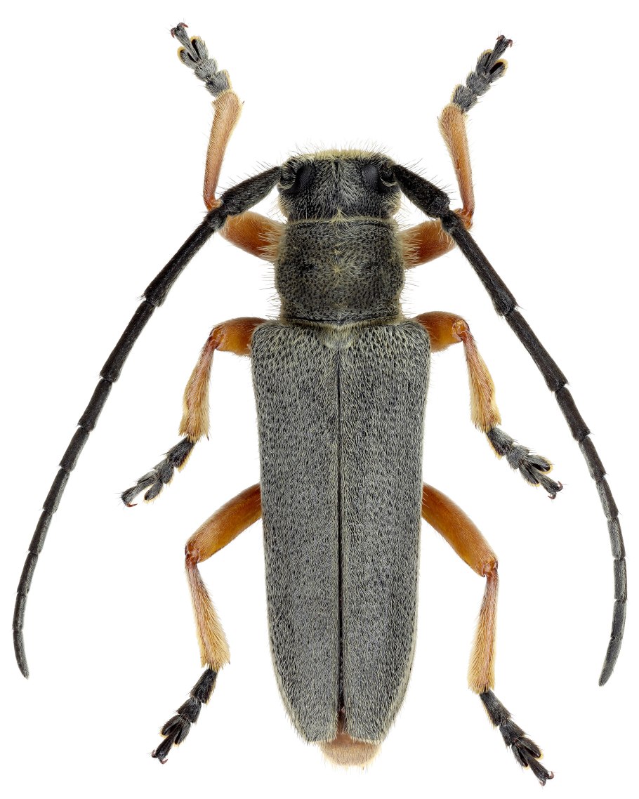 Purpuricenus caucasicola