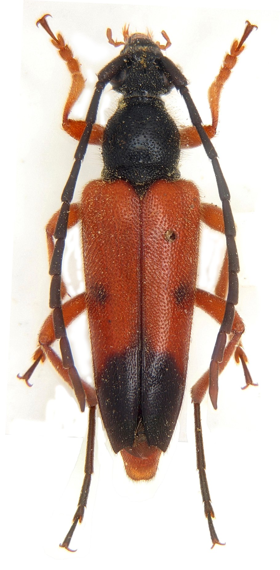 Hyperaspis erythrocephala