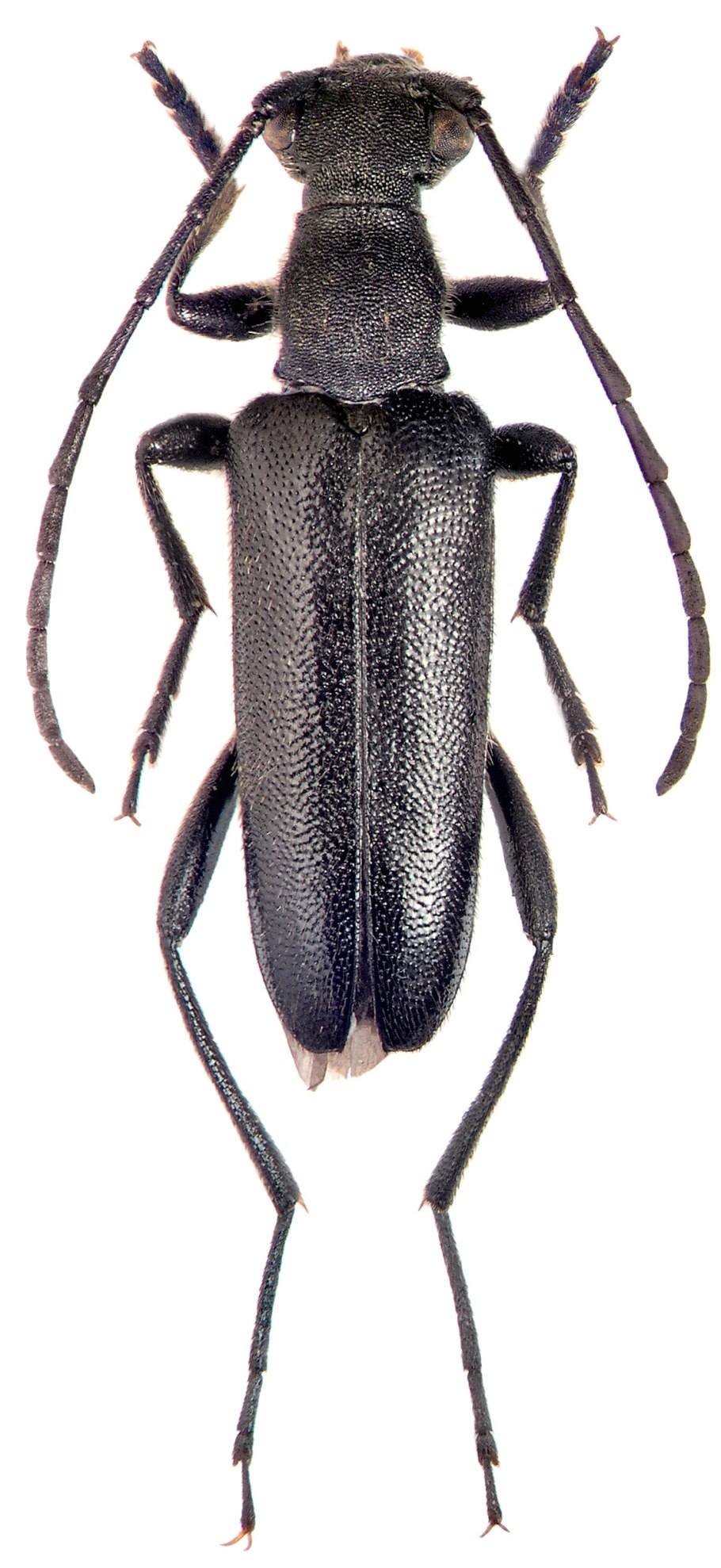 Триба и семейство