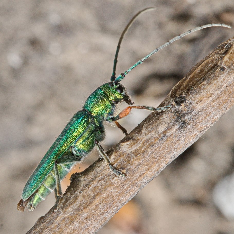 Alosterna tabacicolor