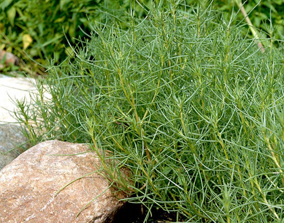 Солянка холмовая трава