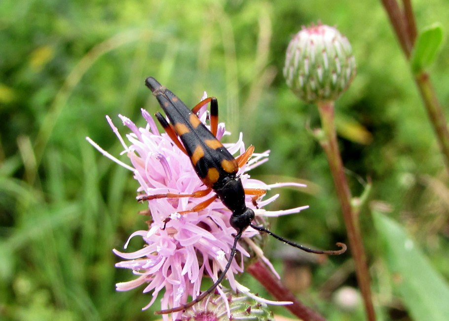 Триба олмедиевые представители фото