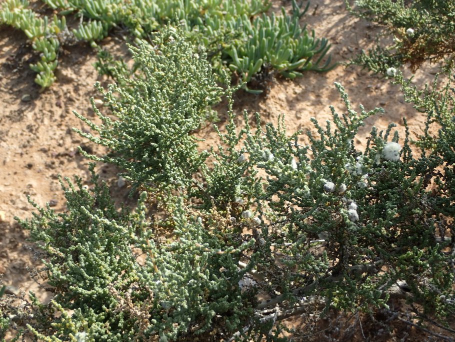 Halocnemum strobilaceum