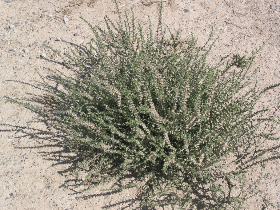 Salsola ruthenica
