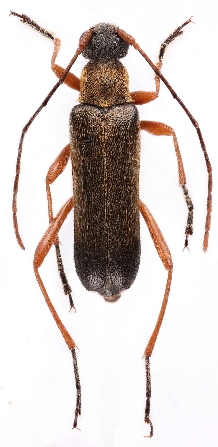 Атлас жуков