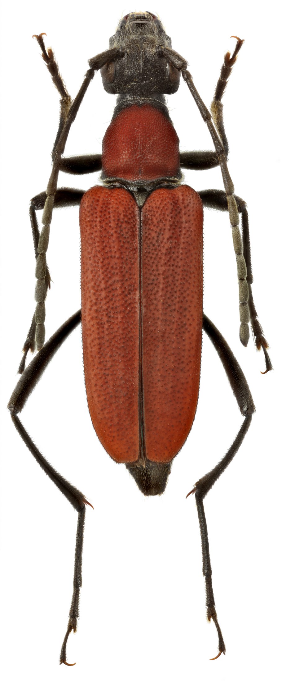 Callistethus plagiicollis plagiicollis (Fairmaire, 1886)