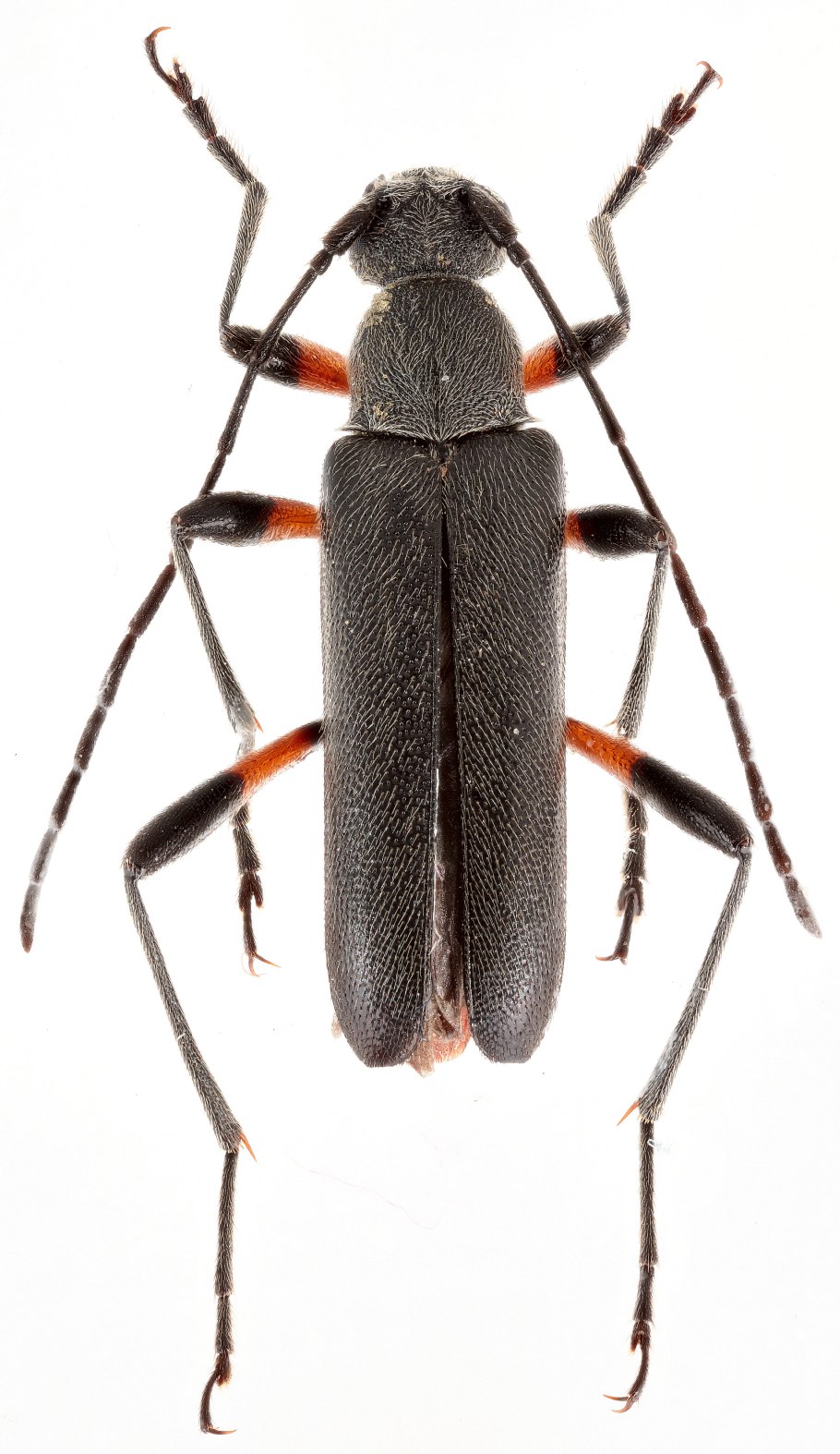 Anastrangalia sequensi