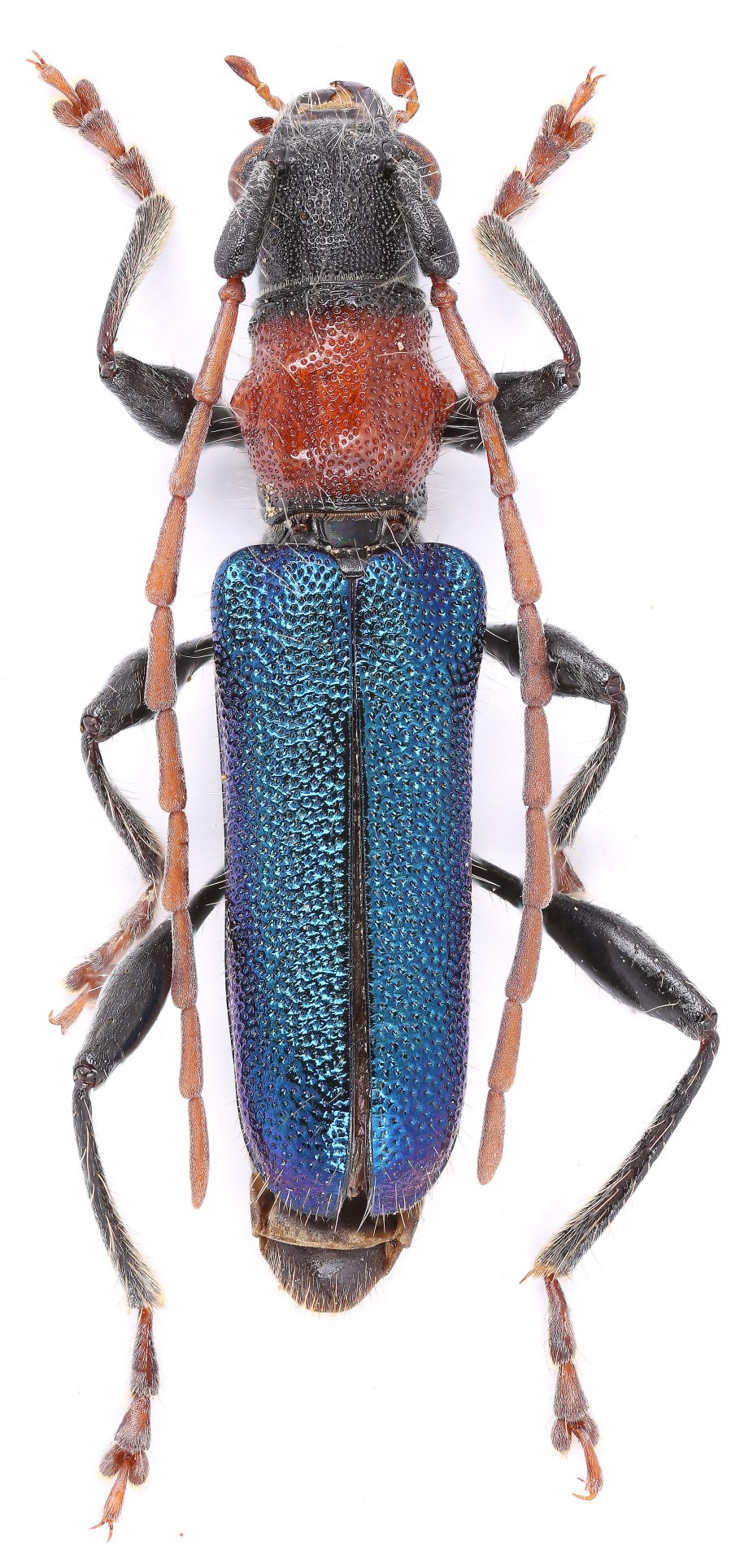 Семейство Cerambycidae — усачи