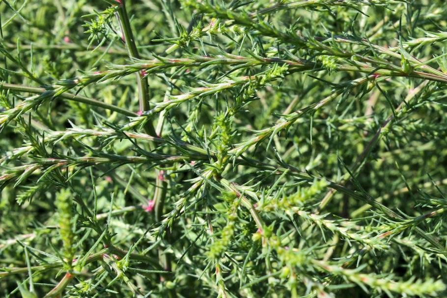 Солянка холмовая