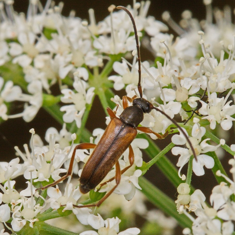 Как выглядят Окулята