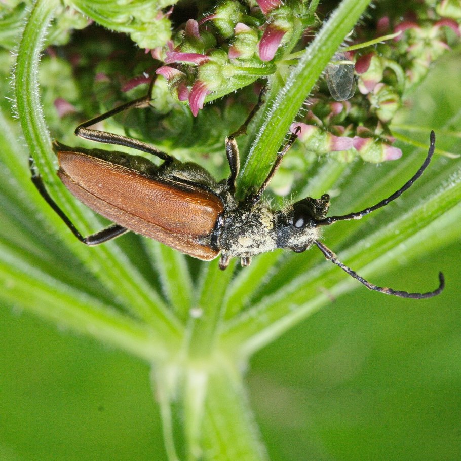 Жук усач anastrangalia