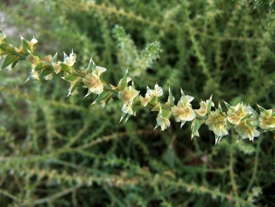 Salsola Tragus