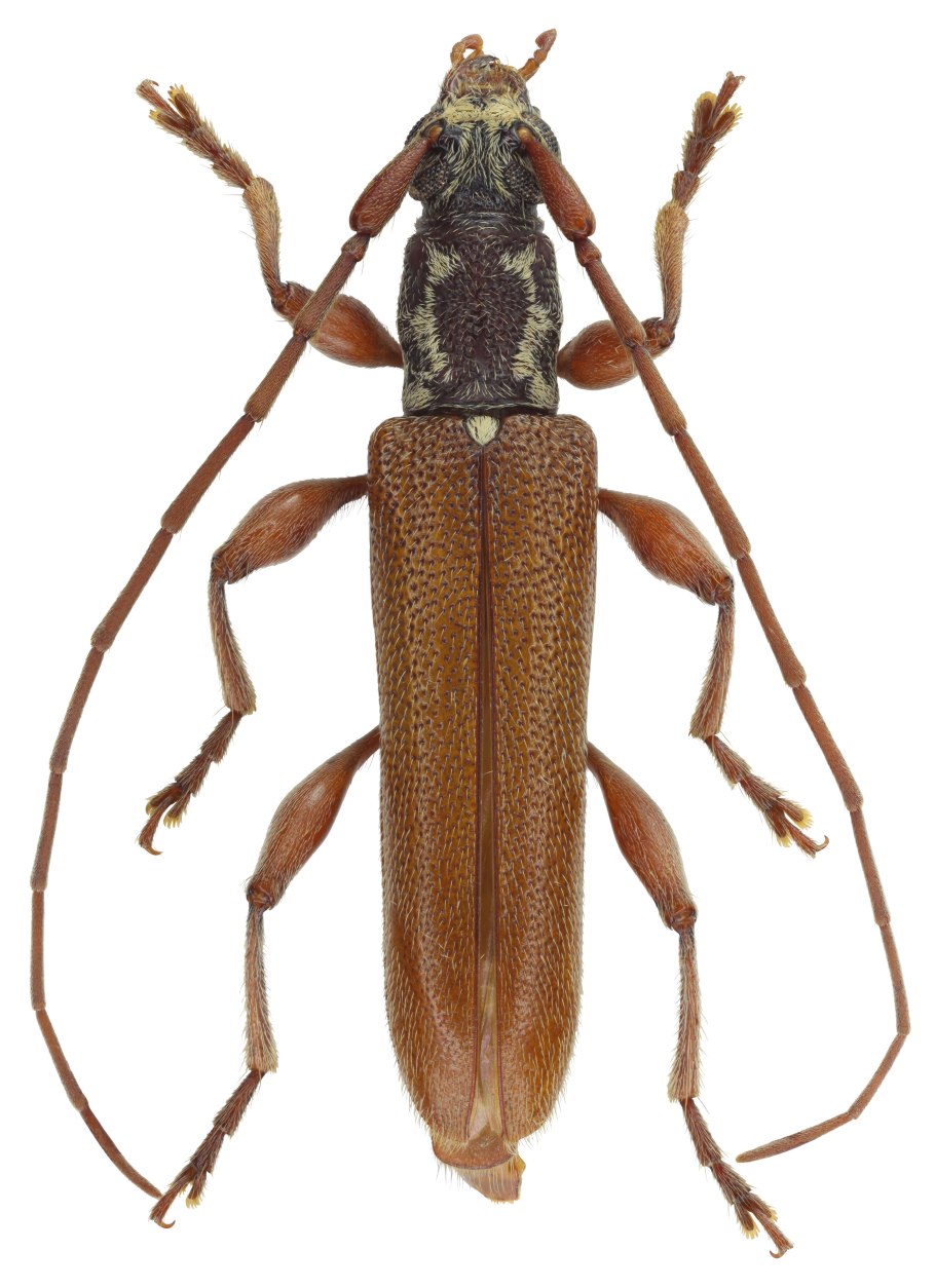 Подсолнечниковый усач