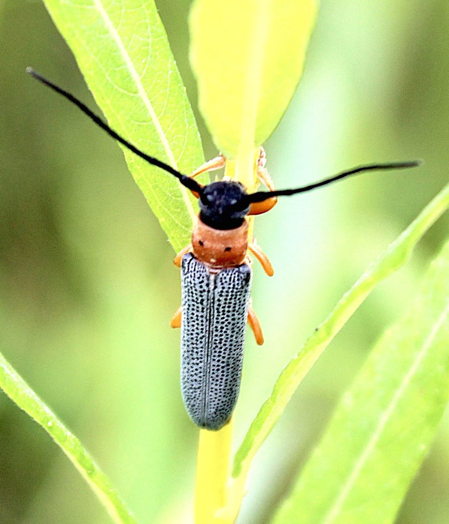 Stenocorus Meridianus (Linnaeus, 1758)