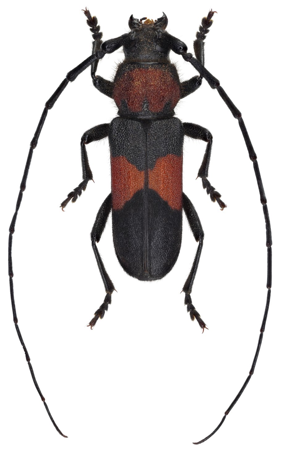 Purpuricenus globulicollis
