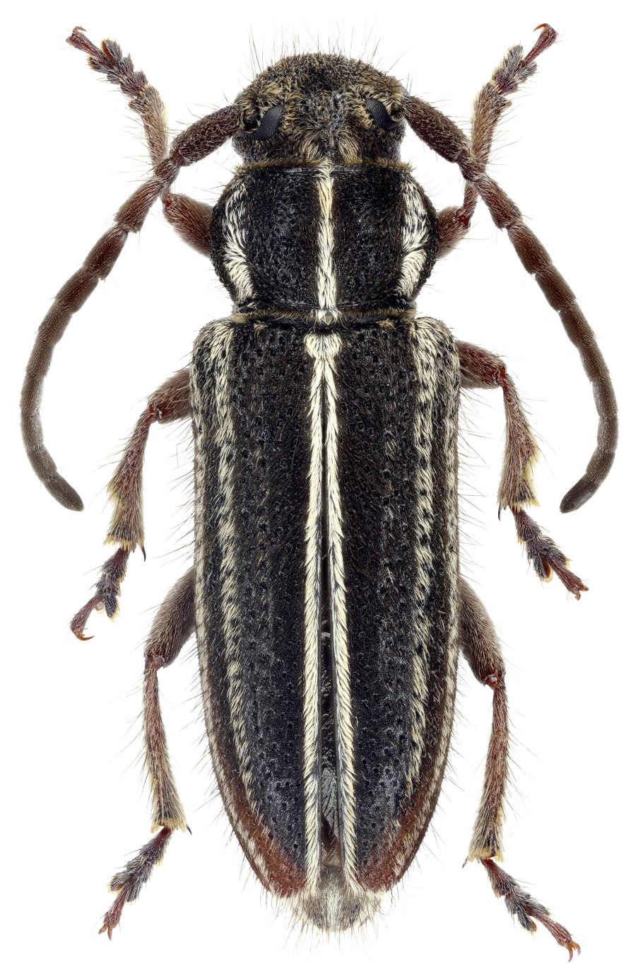 Садовые жуки