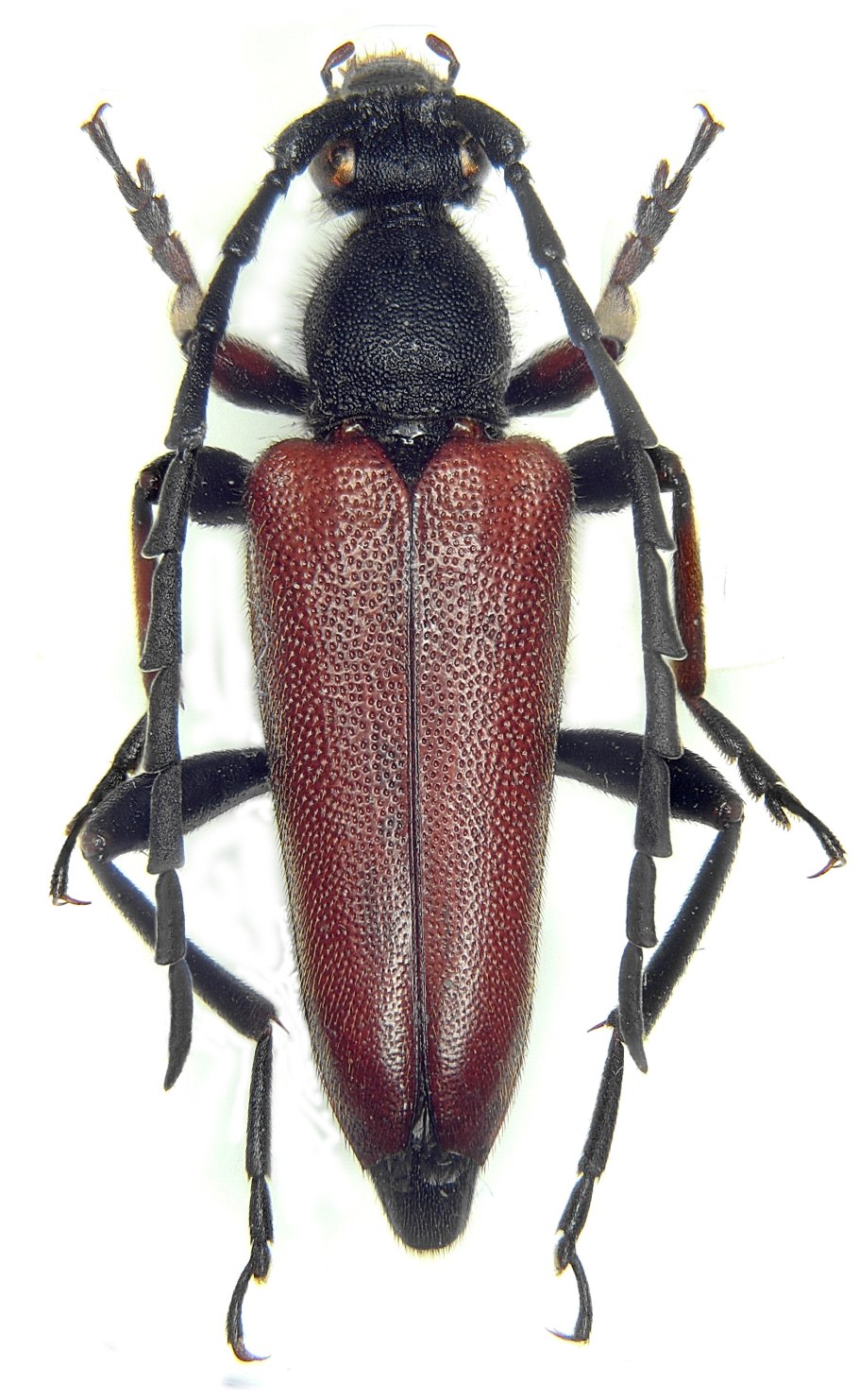 Триба Halticini